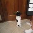 Let me in I have to brush my teeth.